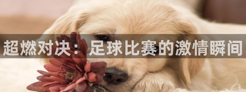  超燃对决：足球比赛的激情瞬间