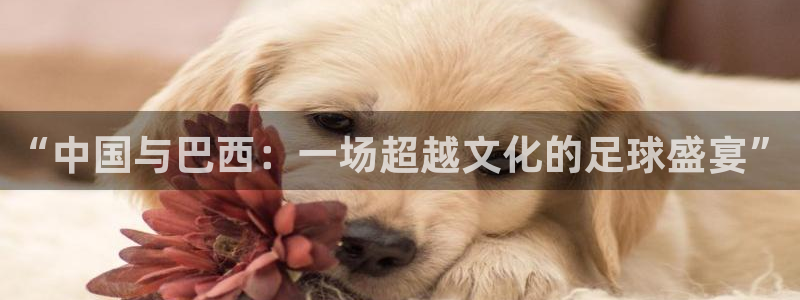 “中国与巴西：一场超越文化的足球盛宴”