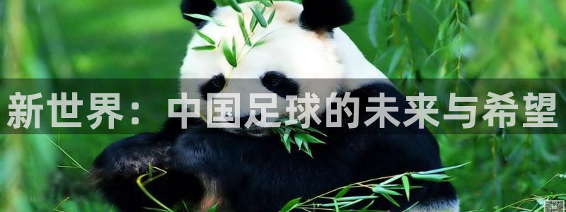 新世界：中国足球的未来与希望