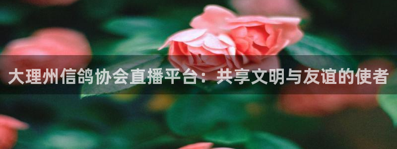 极速体育nba直播吧免费：大理州信鸽协会直播平台：共享文明与友谊的使者